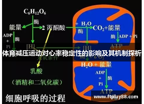 体育减压运动对心率稳定性的影响及其机制探析